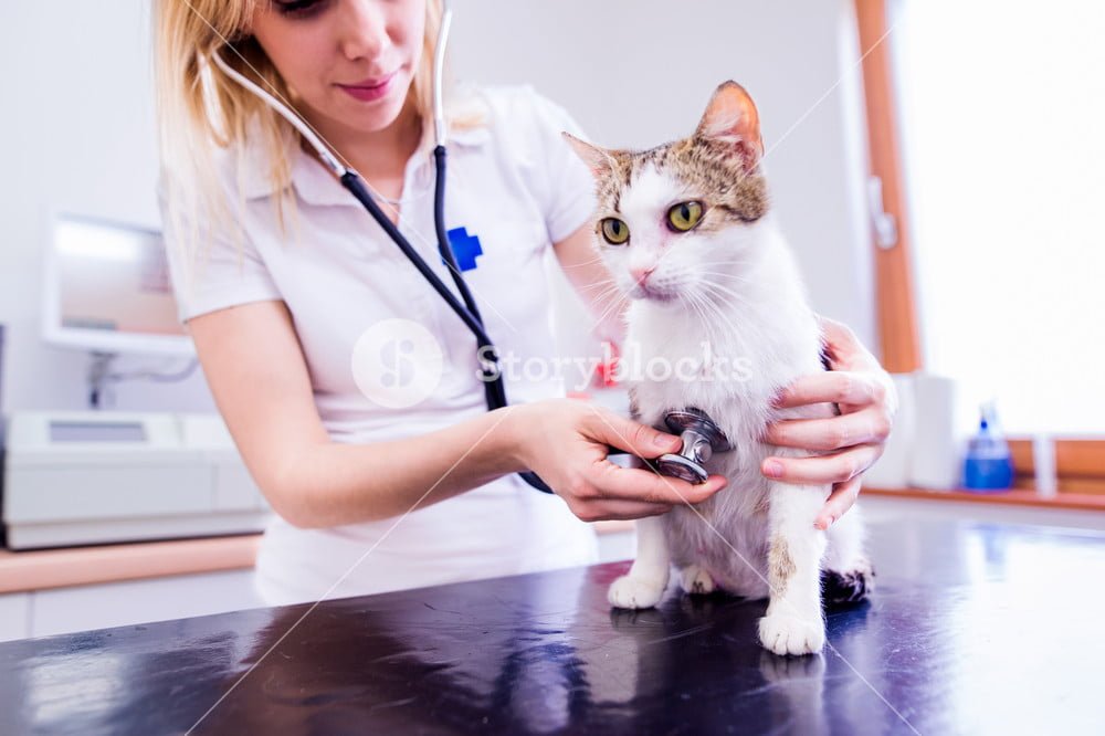 SEO Services For Animal Hospital