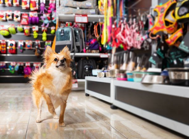 SEO Services For Pet shop